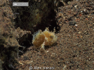 Tiny frog fish (Antennarius cf. randalli) by Alex Varani 